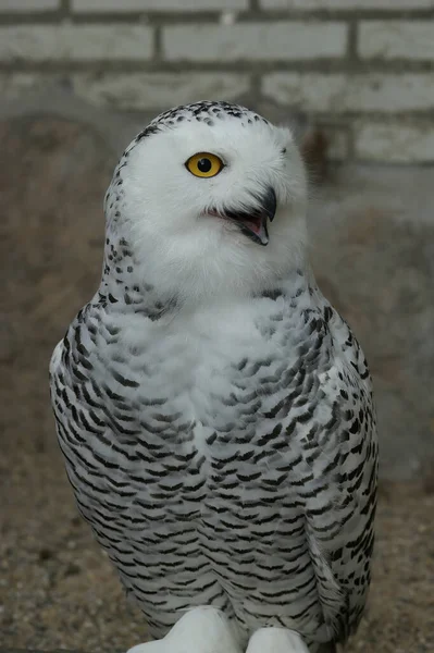 Vertical Closeup Bright White Captive European Snowy Owl Bubo Scandiacus — Stock Photo, Image