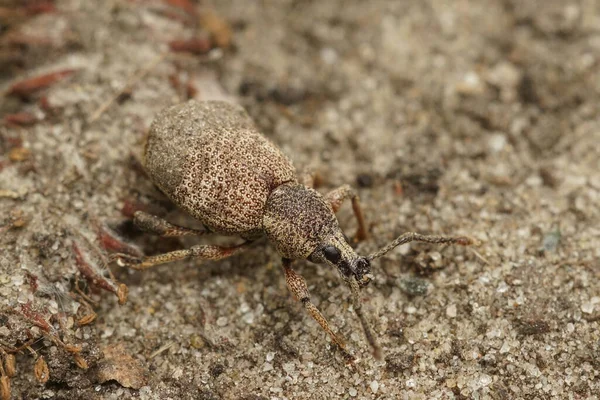 Primer Plano Natural Pequeño Escarabajo Gorgojo Parásito Planta Marrón Claro — Foto de Stock