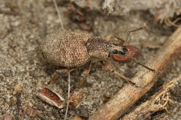 地面に小さなライトブラウン植物寄生虫の邪悪なカブトムシ Otiorhynchusベテラータ上の自然閉鎖 — ストック写真
