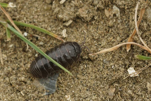 Φυσικό Closeup Ένα Κοινό Χάπι Bugarmadillidium Vulgare Σέρνεται Στο Έδαφος — Φωτογραφία Αρχείου