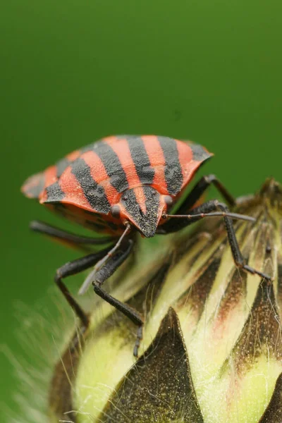 Kırmızı çizgili Ozan Böceği renginde doğal ön plan çekimi, Bahçede Graphosoma italicum