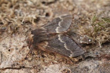 Kıllı Aralık ayının doğal yakın çekimi Poecilokamppa populi tahtada