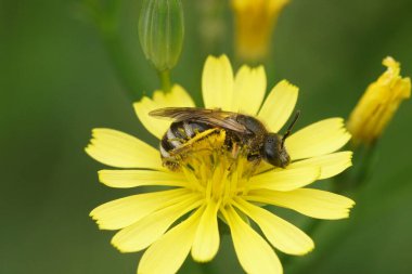 Küçük şirin bir arı üzerinde doğal yakın plan, Lasioglossum bahçede sarı bir çiçek üzerinde
