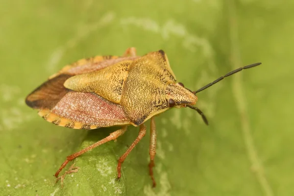 Подробный Крупный План Красочного Carpocoris Fuscispinus Shieldbug Сидящего Зеленом Листе — стоковое фото