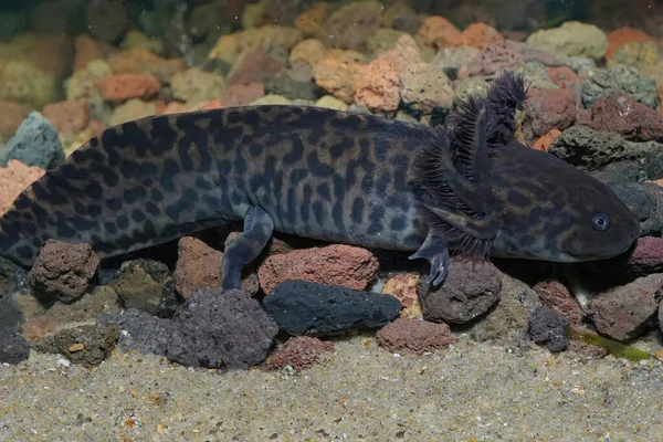 Close Volwassen Ernstig Bedreigde Neotenische Anderson Salamander Ambystoma Andersoni Onderwater — Stockfoto