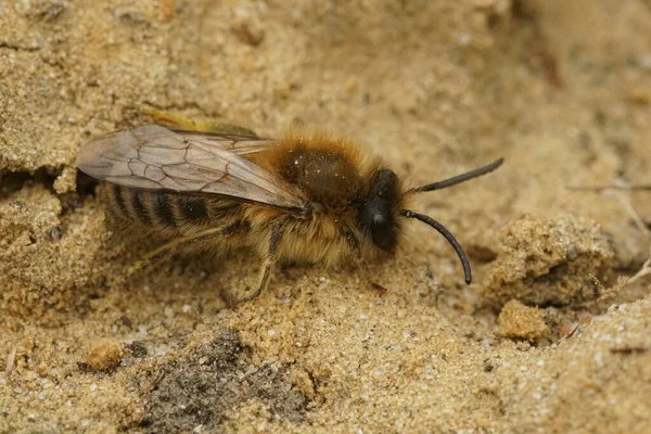 Естественный Крупный План Самца Одинокой Пчелы Целлофана Коллеги Куникуляриус Сидящие — стоковое фото