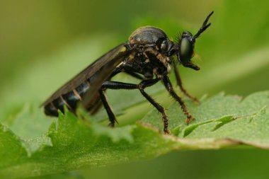 Menekşe rengi siyah bacaklı soyguncu sineği, yeşil yaprağın üzerinde oturan Dioctria atricapilla