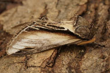 Swallow Pheosia Tremula 'nın ağaçta oturduğu belirginleştirilmiş kedi güvesinin detaylı görüntüsü.