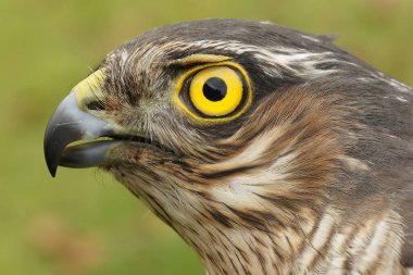 Avrupa atmacası Accipiter Nisus 'un parlak sarı gözlü parlak sarı gözünün ayrıntılı görüntüsü.