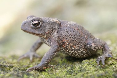 Genç Avrupalı kurbağa Bufo Bufo 'nun bahçede oturması doğal bir şey.