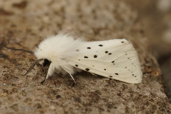 Detailed Close Seup White Ermine Tussock Moth Sitting Wood — стоковое фото