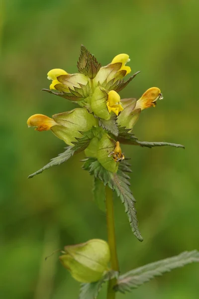 Φυσικό Κάθετο Κοντινό Πλάνο Μια Ανθισμένη Μικρή Κίτρινη Κουδουνίστρα Rhinanthus — Φωτογραφία Αρχείου