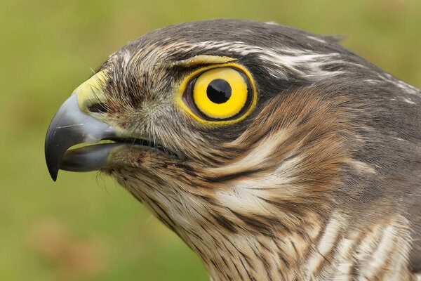 Detailed closeup on the head bright yellow eye of a European sparrowhawk, Accipiter nisus, with it's high yellow eyes