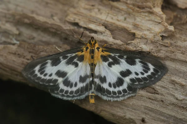Detailed Close Seup Colorful White Brown Orange Small Magpie Moth — стоковое фото