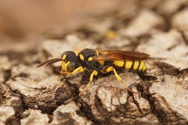 捕蜂华丽的尾式挖掘机蜂Cerceris Rybyensis坐在木头上的特写镜头 — 图库照片