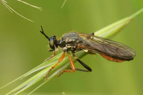 Natural Closeup Common Red Legged Robberfly Dioctria Rufipes Sitting Grass — Stock Photo, Image