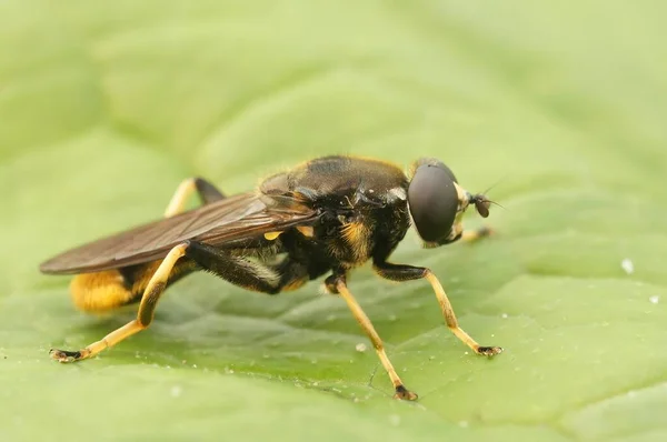 Natural Closeup Golden Tailed Leafwalker Hoverfly Xylota Sylvarum Sitting Green — Stock Photo, Image