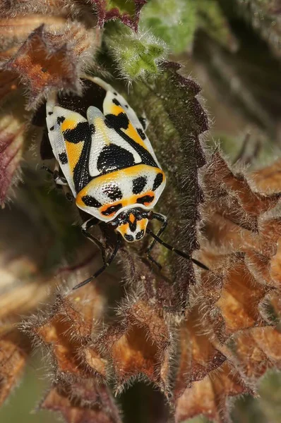 Vertical Closeup Colorful Mediterranean Shieldbug Eurydema Ornata Hiding Dried Leafs — Stock Photo, Image