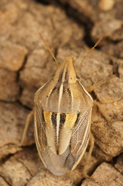 Primer Plano Natural Colorido Insecto Escudo Mediterráneo Aelia Cognata Sentado — Foto de Stock