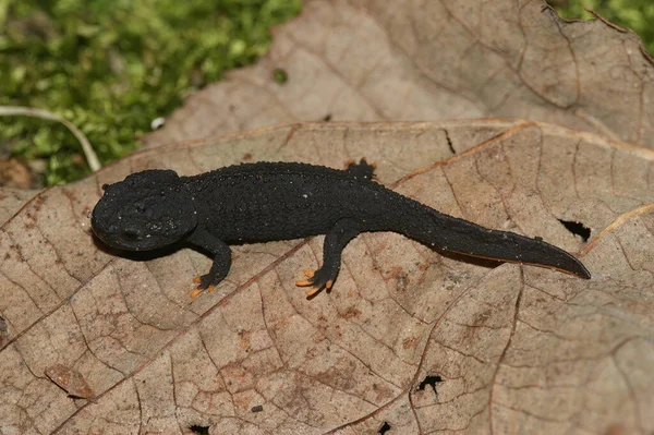 Close Juvenil Negro Salamandra Japonesa Anderson Criticamente Ameaçada Echinotriton Andersoni — Fotografia de Stock
