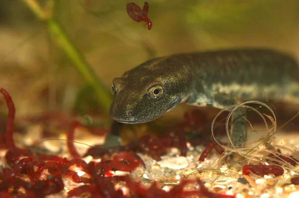 Zbliżenie Zagrożone Dorosłe Larwy Salamandry Potoku Sardynii Euproctus Platycephalus Podwodne — Zdjęcie stockowe