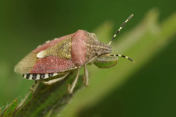 stock image Natural closeup on the hairy shield bug, Dolycoris baccarum sitting on top of a vegetation