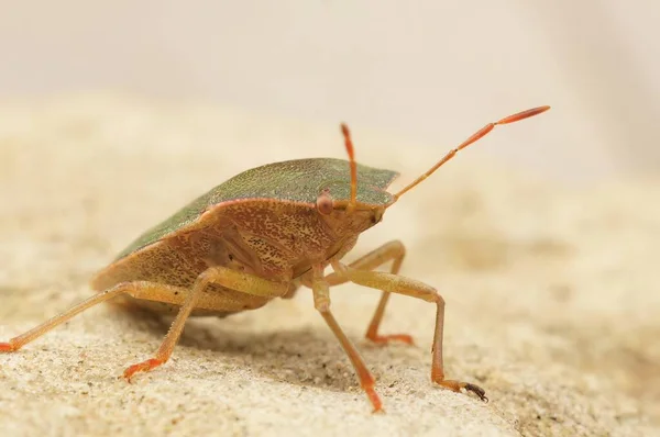 Primeros Planos Detallados Sobre Insecto Escudo Verde Palomena Prasina Sentado —  Fotos de Stock