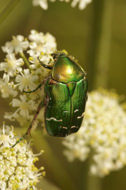 Beyaz bir çiçeğin üzerinde oturan yeşil metalik Rose Chafer, Cetonia aurata üzerinde doğal dikey yakın çekim