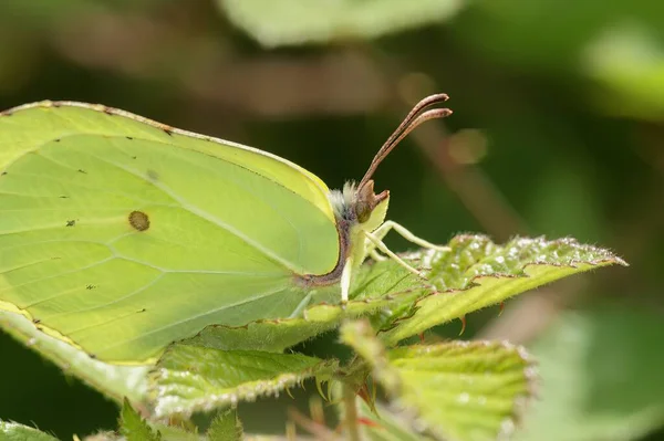 Primer Plano Natural Sobre Elegante Mariposa Brimstone Amarilla Gonepteryx Rhamni — Foto de Stock