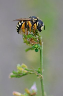 Tehdit altındaki sarı Akdeniz 'e dikey yakın plan. Kesilmiş reçine yapraklı arı, Trachusa kesintisi.