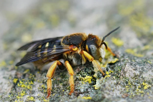 Closeup Detalhada Uma Fêmea Mediterrânea Grohmann Yellow Resin Bee Icteranthidium — Fotografia de Stock
