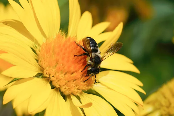 Naturalne Zbliżenie Żeńskim Białym Wycinaczu Liści Megachile Albisecta Żółtym Kwiatku — Zdjęcie stockowe
