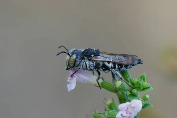 stock image Natural closeup on a Mediterranean female cleptoparasitic bee, Coelioxys argenteus, sitting on top of a flower