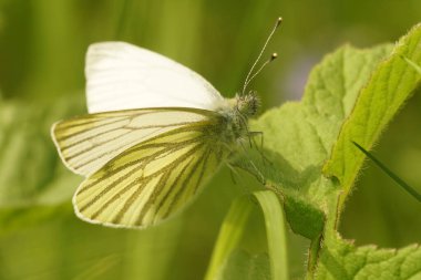 Yeşil damarlı beyaz kelebeğin doğal yakın çekimi, Pieris kanatları açık, yeşil bir yaprağın üzerinde oturuyor.