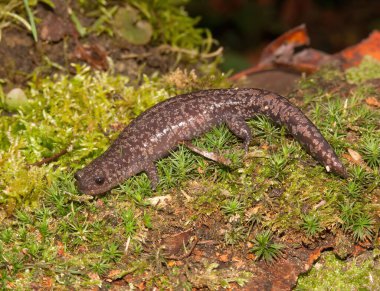 Natural closeup on the rare spotted Shahami salamander, Hynobius naevius, endemic to Japan clipart