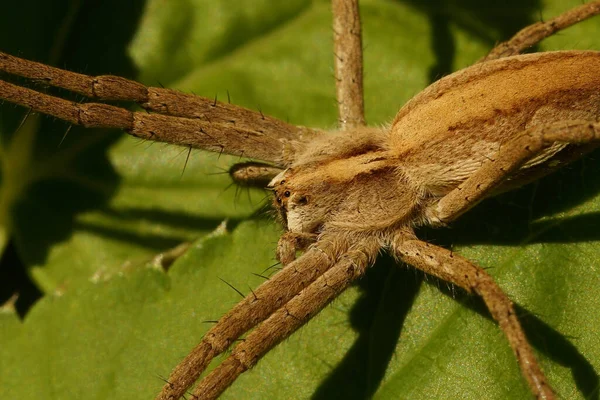 保育園の網のクモの詳細な閉鎖 ピサウラの奇跡は葉の上に座っています — ストック写真