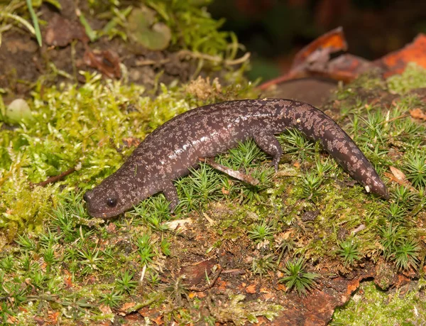 Natürliche Nahaufnahme Des Seltenen Shahami Salamanders Hynobius Naevius Endemisch Japan — Stockfoto