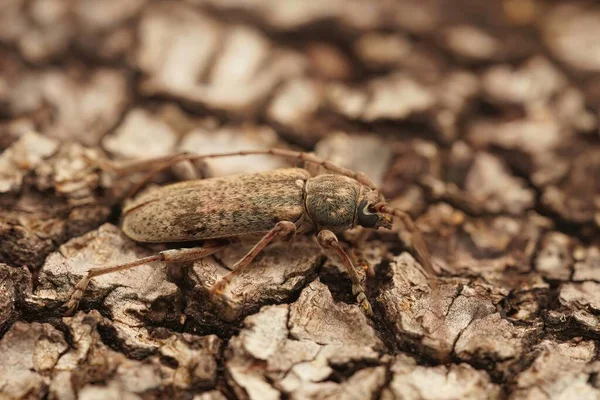 フランス産の褐色の細長い甲虫 トリケフェルス グリセウスの詳細閉鎖ショット — ストック写真