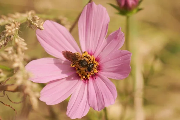Naturalne Zbliżenie Samicy Wielki Pasek Bruzda Pszczoła Halictus Scabiosae Siedzi — Zdjęcie stockowe