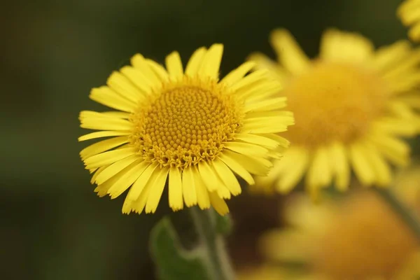 Naturalne Zbliżenie Żółtej Łące Fałszywy Pchła Kwiat Pulicaria Dysenterica — Zdjęcie stockowe