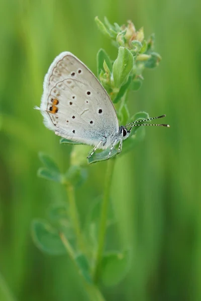 Outdoor Closeup Colorful Short Tailed Blue Everes Argiades Sitting Green — Stock Photo, Image