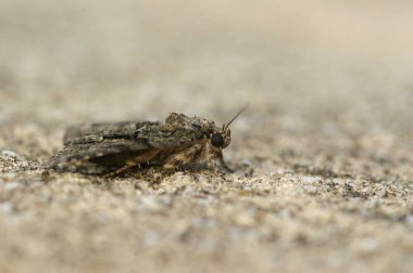 Akdeniz baykuş güvesi üzerinde detaylı yan çekim, Catocala söz veriyor