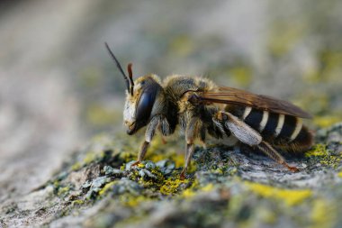 Değişken madenci arı Andrena variabilis 'in Akdeniz dişisi hakkında detaylı bilgi.