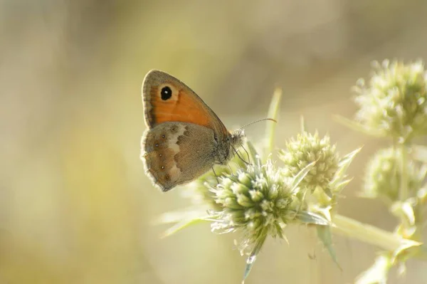 Natürliche Nahaufnahme Eines Kleinen Schmetterlings Coenonympha Pamphilus — Stockfoto
