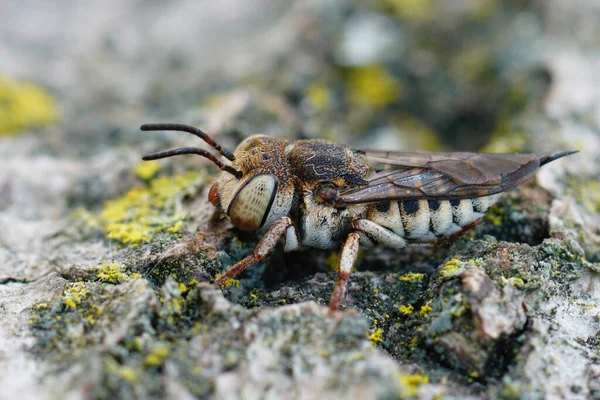 Detaillierte Nahaufnahme Eines Weibchens Der Kleptoparasiten Kuckucksbiene Coelioxys Acanthura — Stockfoto