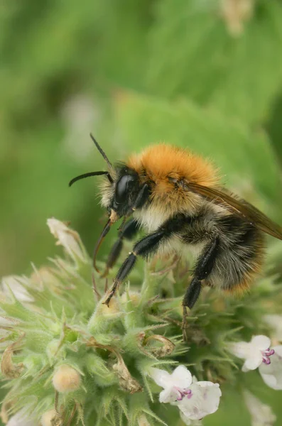 Φυσικό Closeupo Bvrown Banded Carder Bumblebee Bombus Pascuorum Κάθεται Ένα — Φωτογραφία Αρχείου