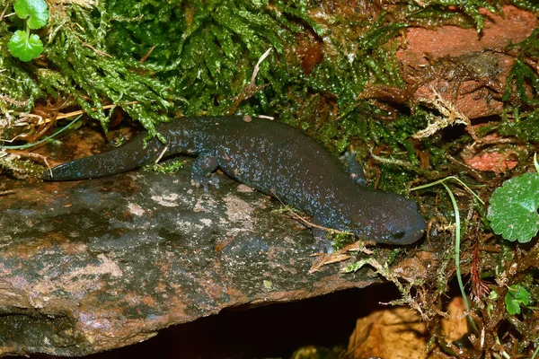 Природний Склад Рідко Сфотографованому Китайському Yiwu Hynobiid Salamander Hynobius Yiwuensis — стокове фото