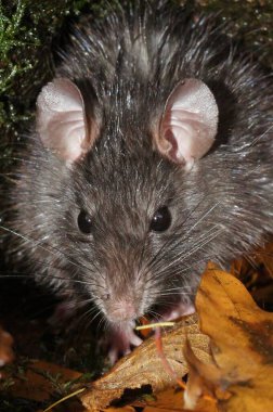 Rattus çıngıraklı yılanı, yaprakların arasında oturuyor.