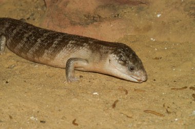 Yakından bakınca, mavi dilli bir kertenkele, tiqua, scincoidus ve balmumu solucanı yiyor.