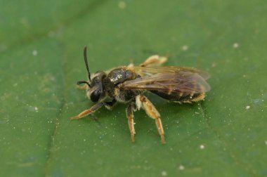 Küçük Hawthorn maden arısı, Andrena Chryosceles 'in yeşil bir yaprağın üzerinde otururken detaylandırılmış görüntüsü.